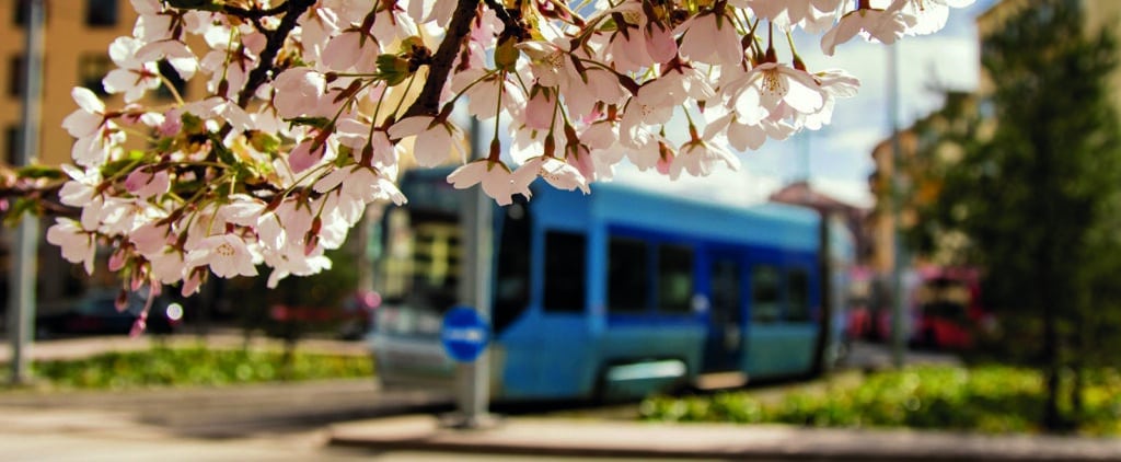 Kirsebærblomster foran en trikk i bakgrunnen.